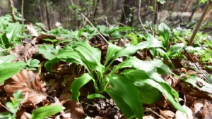 Indul a medvehagymaszezon