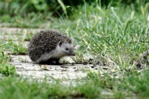 Tavasszal is vigyázzunk a sünökre!