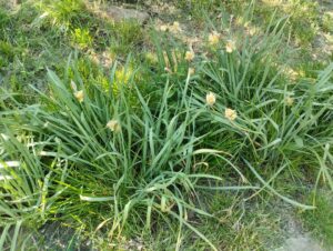 Mit tegyünk az elvirágzott tulipánnal, jácinttal, nárcisszal?