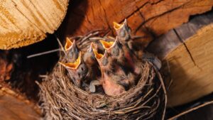 Veszélybe sodorhatod a földön talált fiókát, ha elviszed!