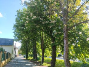 A gesztenyefákat permetezik április 10-ig Budaörsön