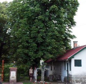 A budaörsi kertbarátok kedvenc fája