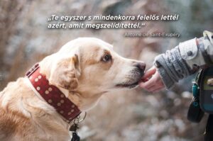 Prevenció a felelős állattartás érdekében